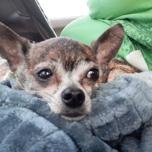 Meet your Posher, Lyn-alan